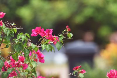 Close-up of pink flowering plant