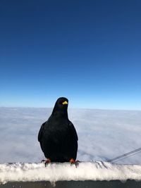 Close-up of bird perching on snow against clear sky