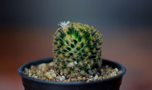 Close-up of cactus plant