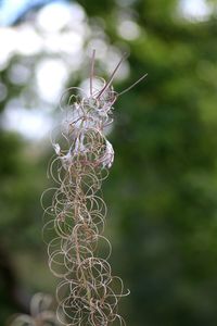 Close-up of plant