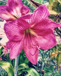 Close-up of purple day