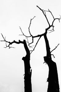 Low angle view of silhouette bare tree against clear sky