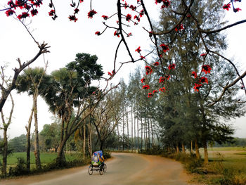 Rear view of people riding bicycles on street