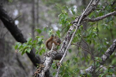 Low angle view of squirrel on tree