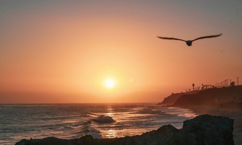 Silhouette bird flying over sea against orange sky