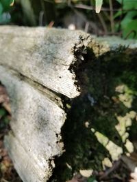 Close-up of wood on tree trunk