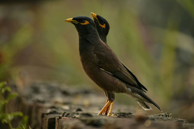 A pair of indian myna.