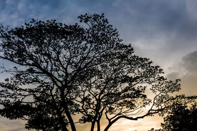 Low angle view of silhouette tree against sky