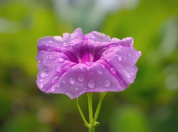 Close-up of wet pink flower