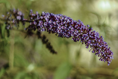 Close-up of purple flowering plant