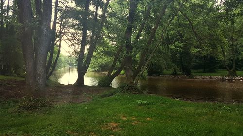 Trees by lake in forest