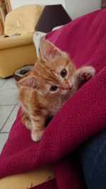 Portrait of kitten relaxing on sofa at home