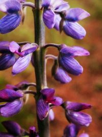 Close-up of purple flowers blooming