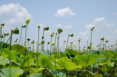 Lotus water lilies against sky