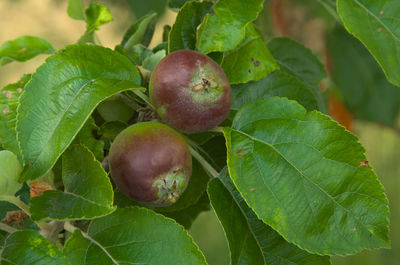 leaf