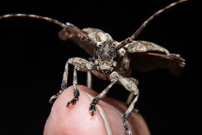 Close-up of an insect on finger against a black background