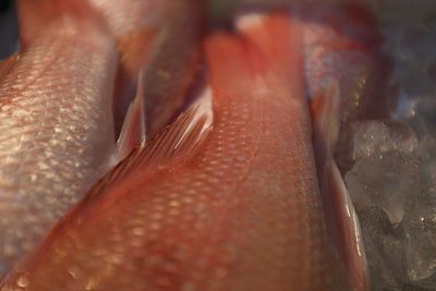 Close-up of fish for sale in market