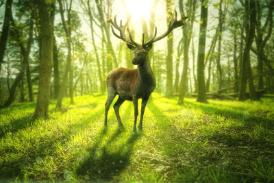 Deer standing in a forest