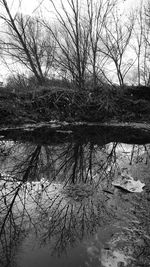 Bare trees reflecting in lake