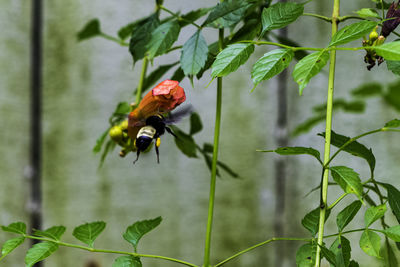 Close-up of insect on flower