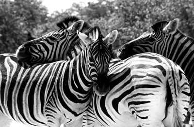 Zebras in a row