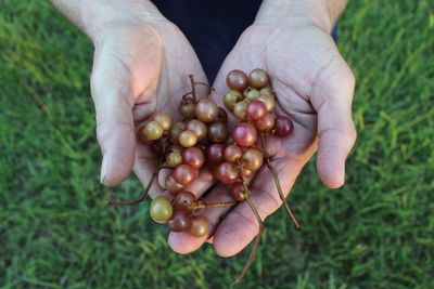Cropped hands of fruits over grassy field