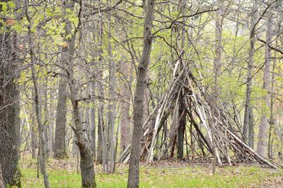 Trees growing in forest