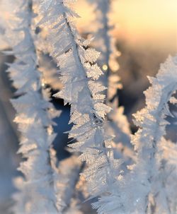 Close-up of frozen plant