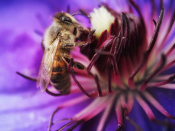 Close-up of bee pollinating on purple flower