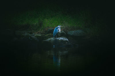 View of bird on rock in lake