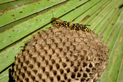 Close-up of bee on leaf