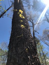 Low angle view of tree trunk against sky