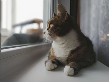 Close-up of cat sitting