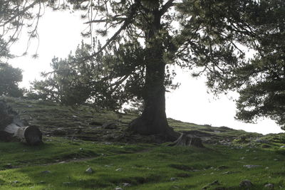 Trees on field against sky