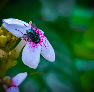 Close-up of butterfly pollinating on purple flower