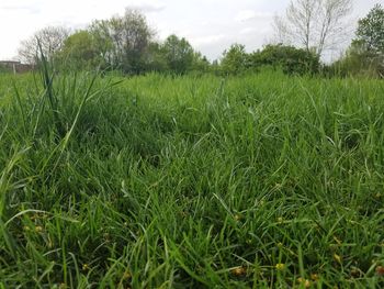 Close-up of fresh green field against sky