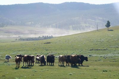 Horses grazing on field against mountains