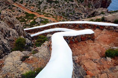 High angle view of lizard on rock by trees