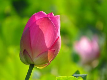 Close-up of pink lotus water lily