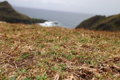 Surface level of grass in water