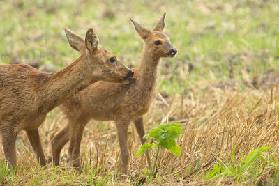 Deer standing on field