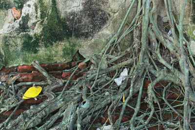 Close-up of tree trunk in forest