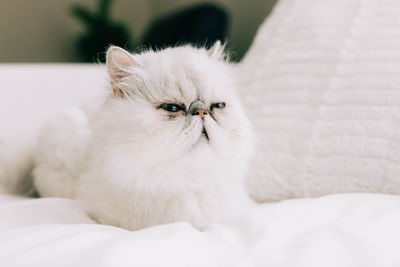 Cat relaxing on bed