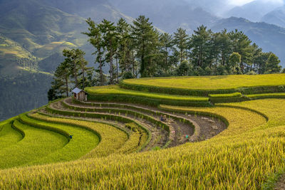 Scenic view of agricultural field