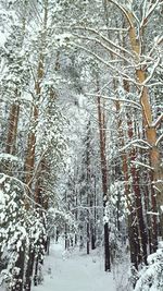 Snow covered trees