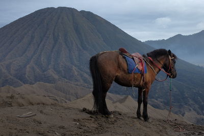 View of a horse on mount bromo