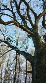 Low angle view of bare tree against sky