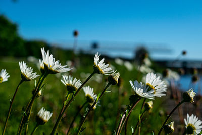 Close-up of white flowering plants on field