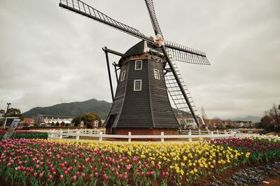Traditional windmill in tulips field at huis ten bosch theme park against cloudy sky