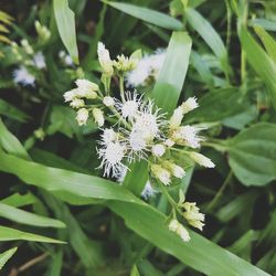 Close-up of flowers blooming outdoors